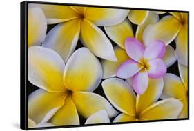 Plumeria Flowers in Bloom-Terry Eggers-Framed Stretched Canvas