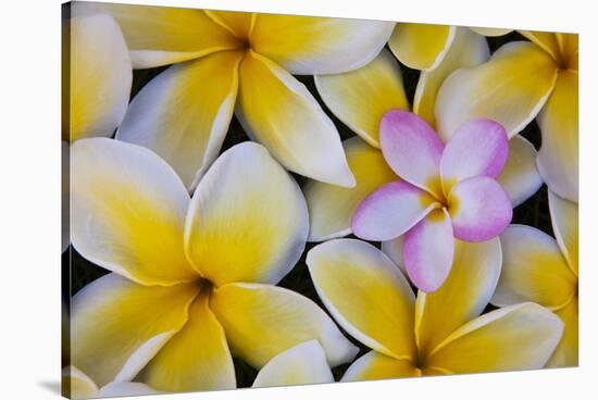 Plumeria Flowers in Bloom-Terry Eggers-Stretched Canvas