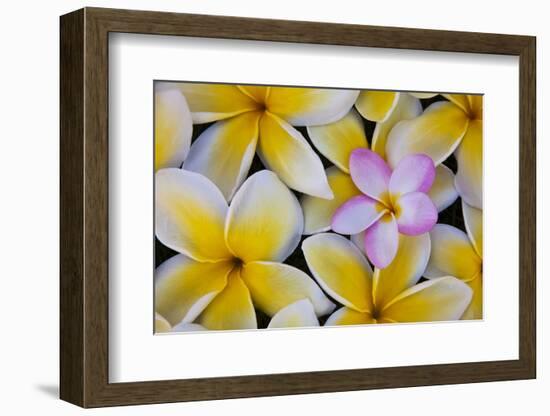 Plumeria Flowers in Bloom-Terry Eggers-Framed Photographic Print