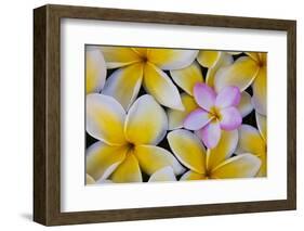 Plumeria Flowers in Bloom-Terry Eggers-Framed Photographic Print