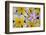 Plumeria Flowers in Bloom-Terry Eggers-Framed Photographic Print