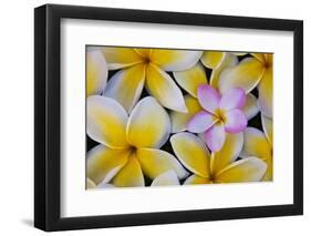 Plumeria Flowers in Bloom-Terry Eggers-Framed Photographic Print