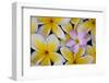 Plumeria Flowers in Bloom-Terry Eggers-Framed Photographic Print