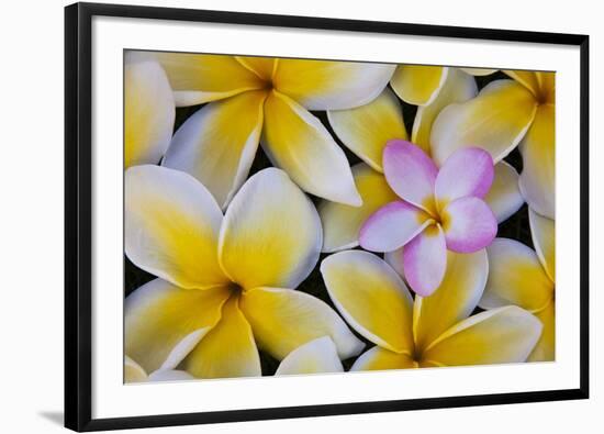 Plumeria Flowers in Bloom-Terry Eggers-Framed Photographic Print