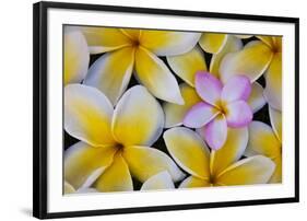 Plumeria Flowers in Bloom-Terry Eggers-Framed Photographic Print