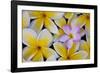 Plumeria Flowers in Bloom-Terry Eggers-Framed Photographic Print