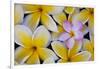 Plumeria Flowers in Bloom-Terry Eggers-Framed Photographic Print