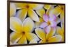 Plumeria Flowers in Bloom-Terry Eggers-Framed Photographic Print