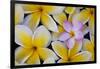 Plumeria Flowers in Bloom-Terry Eggers-Framed Photographic Print