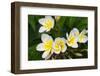 Plumeria Flowers, Island of Kauai, Hawaii-Russ Bishop-Framed Photographic Print