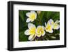 Plumeria Flowers, Island of Kauai, Hawaii-Russ Bishop-Framed Photographic Print