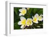 Plumeria Flowers, Island of Kauai, Hawaii-Russ Bishop-Framed Photographic Print