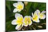 Plumeria Flowers, Island of Kauai, Hawaii-Russ Bishop-Mounted Photographic Print