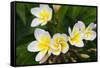 Plumeria Flowers, Island of Kauai, Hawaii-Russ Bishop-Framed Stretched Canvas