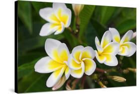 Plumeria Flowers, Island of Kauai, Hawaii-Russ Bishop-Stretched Canvas