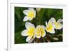 Plumeria Flowers, Island of Kauai, Hawaii-Russ Bishop-Framed Photographic Print