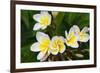 Plumeria Flowers, Island of Kauai, Hawaii-Russ Bishop-Framed Photographic Print