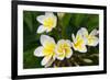Plumeria Flowers, Island of Kauai, Hawaii-Russ Bishop-Framed Photographic Print