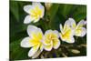 Plumeria Flowers, Island of Kauai, Hawaii-Russ Bishop-Mounted Photographic Print