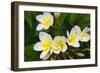 Plumeria Flowers, Island of Kauai, Hawaii-Russ Bishop-Framed Photographic Print