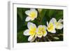 Plumeria Flowers, Island of Kauai, Hawaii-Russ Bishop-Framed Photographic Print