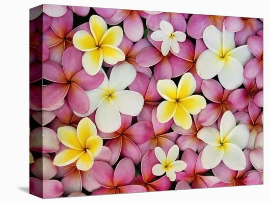 Plumeria Flowers-Darrell Gulin-Stretched Canvas