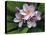 Plumeria Flowers-Tony Craddock-Stretched Canvas