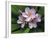 Plumeria Flowers-Tony Craddock-Framed Photographic Print