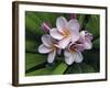 Plumeria Flowers-Tony Craddock-Framed Photographic Print