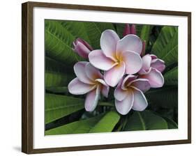 Plumeria Flowers-Tony Craddock-Framed Photographic Print