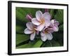 Plumeria Flowers-Tony Craddock-Framed Photographic Print