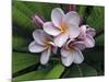 Plumeria Flowers-Tony Craddock-Mounted Photographic Print