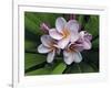 Plumeria Flowers-Tony Craddock-Framed Photographic Print