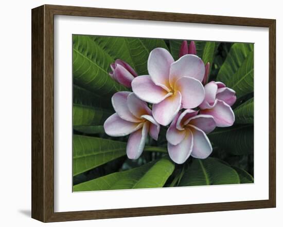 Plumeria Flowers-Tony Craddock-Framed Photographic Print