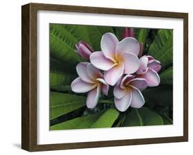 Plumeria Flowers-Tony Craddock-Framed Photographic Print