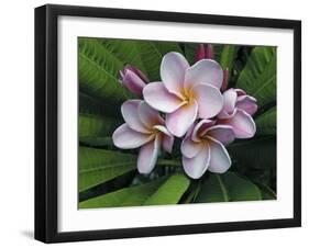 Plumeria Flowers-Tony Craddock-Framed Photographic Print