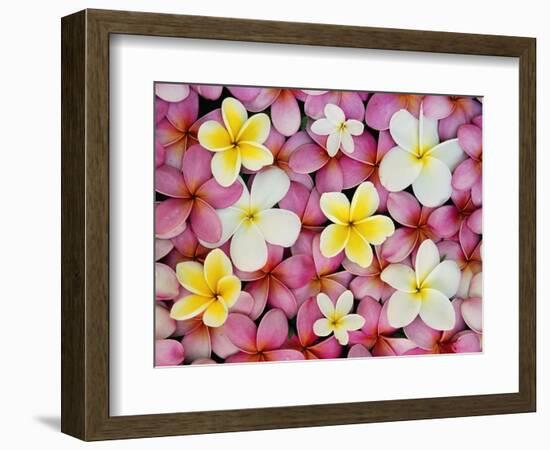 Plumeria Flowers-Darrell Gulin-Framed Photographic Print