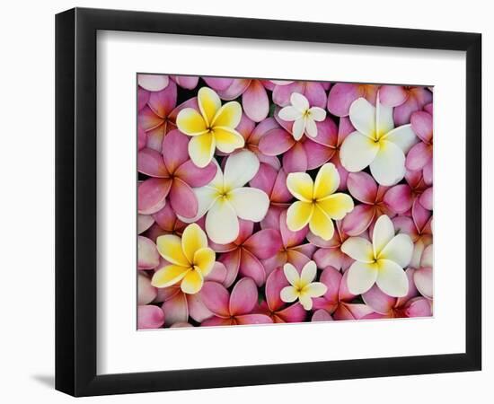 Plumeria Flowers-Darrell Gulin-Framed Photographic Print