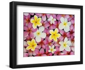 Plumeria Flowers-Darrell Gulin-Framed Photographic Print