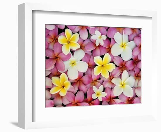 Plumeria Flowers-Darrell Gulin-Framed Photographic Print