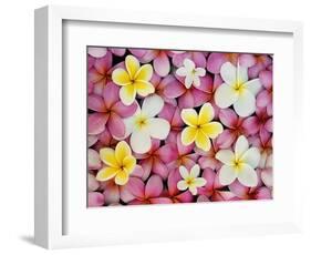 Plumeria Flowers-Darrell Gulin-Framed Photographic Print