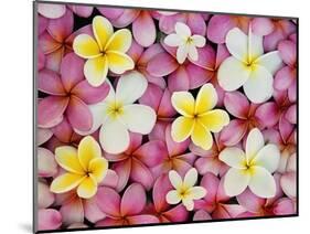 Plumeria Flowers-Darrell Gulin-Mounted Photographic Print