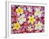 Plumeria Flowers-Darrell Gulin-Framed Photographic Print