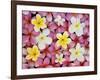 Plumeria Flowers-Darrell Gulin-Framed Photographic Print