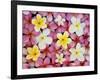 Plumeria Flowers-Darrell Gulin-Framed Photographic Print