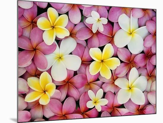 Plumeria Flowers-Darrell Gulin-Mounted Photographic Print