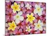 Plumeria Flowers-Darrell Gulin-Mounted Photographic Print