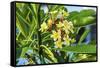 Plumeria Frangipani Blossoms. Sea of Galilee. Israel.-William Perry-Framed Stretched Canvas