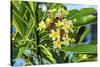 Plumeria Frangipani Blossoms. Sea of Galilee. Israel.-William Perry-Stretched Canvas