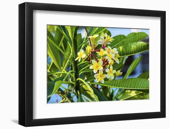 Plumeria Frangipani Blossoms. Sea of Galilee. Israel.-William Perry-Framed Photographic Print